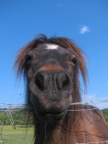 File:HorseJPG.jpg