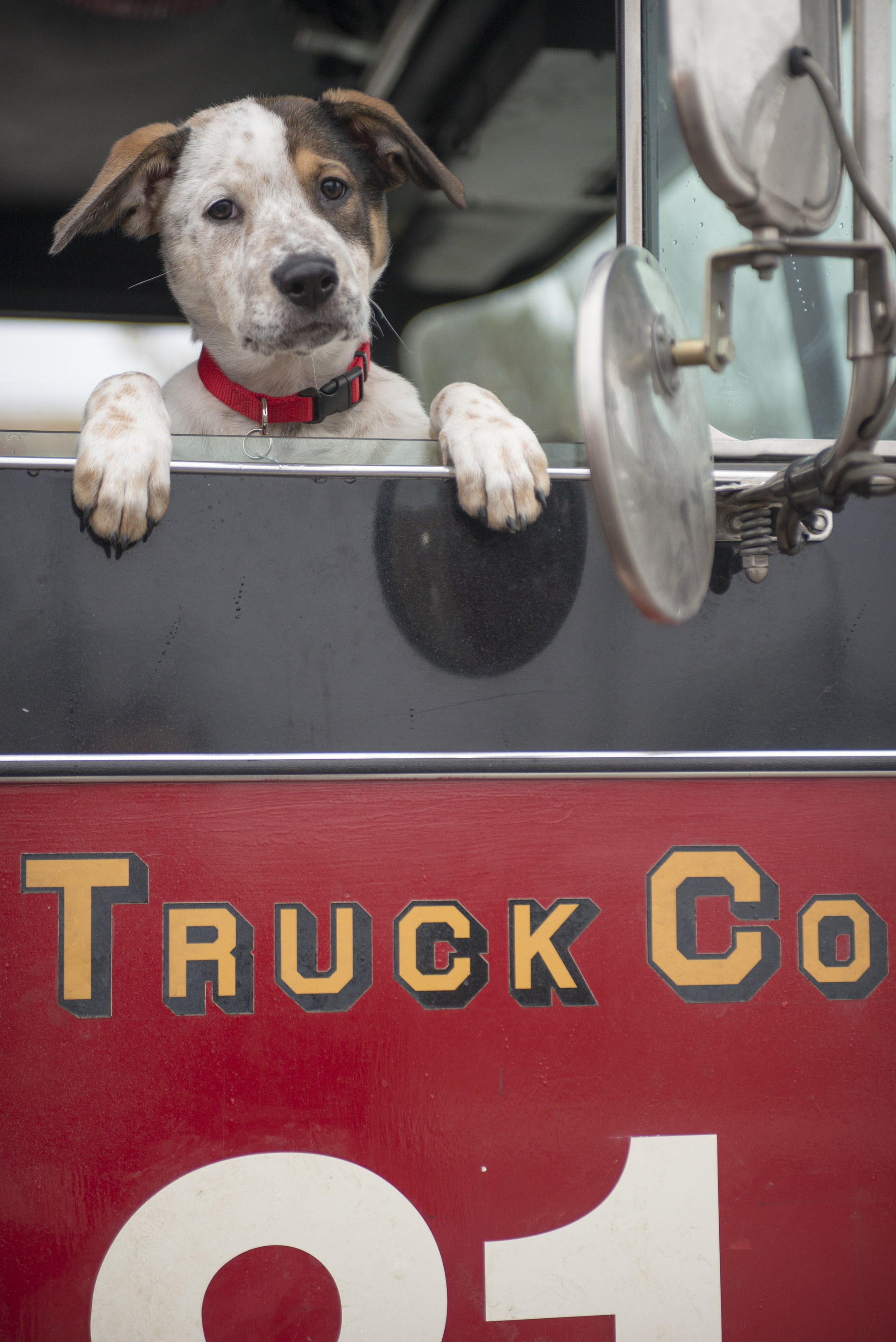 chicago fire dogs