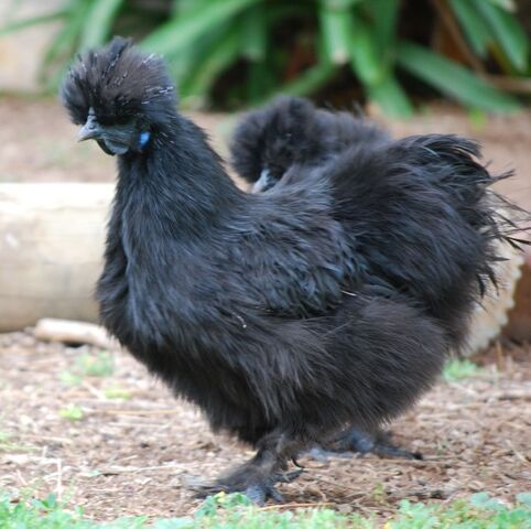 File:Black silkie.jpg