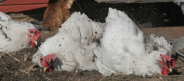 File:Dust bathing leghorns.jpg