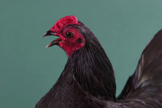 File:Rooster.jpg