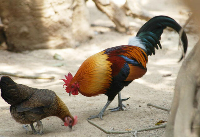 File:Jungle fowl rooster and hen eating.jpg