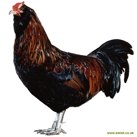 File:Appenzeller barthuhner.gif