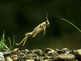 Locusts