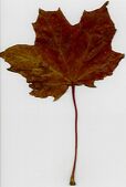 Leaf2