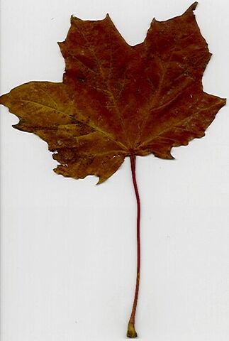 File:Leaf2.jpg