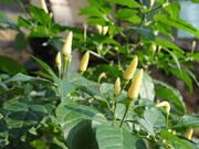 White small chili grown in Halady,Udupi dist. India