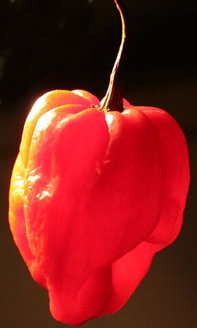 File:Scotch-bonnet.jpg