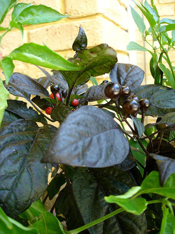 File:Black pearl cultivar.jpg