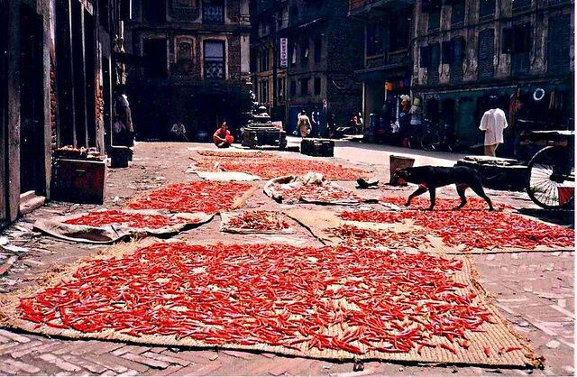 File:Chillies drying in Kathmandu.jpg