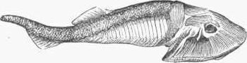 Hammer-fish-02