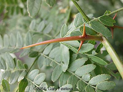 Sandle-thorn