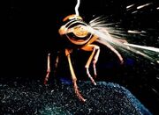 Fire-hornet-02