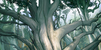 Silver-oak