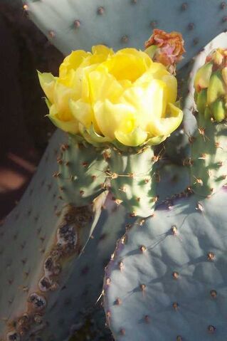 File:TucsonFloweringcactus.jpg