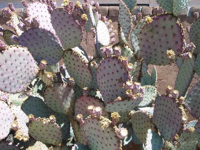 File:TucsonCactuscollage.jpg