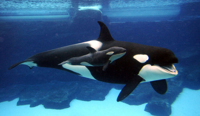 File:2 Killer Whales.jpg