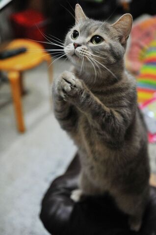 File:Pweeze cat.jpg