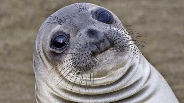 File:AwkwardSeal.jpg
