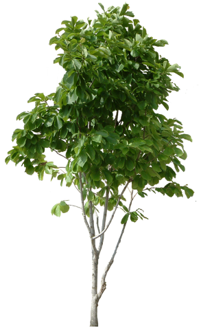 File:Real Tree.png
