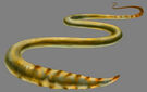 Brain worm