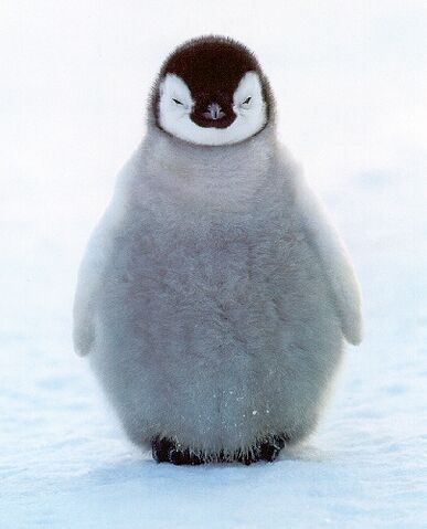 File:Penguin.jpg