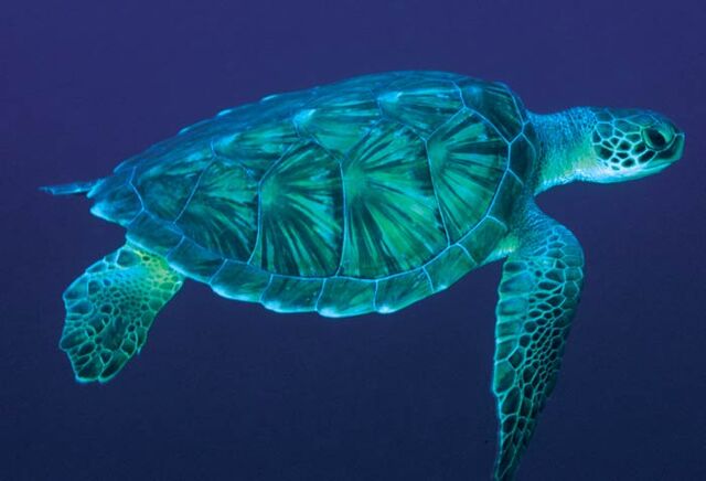 File:Sea-turtle-2.jpg