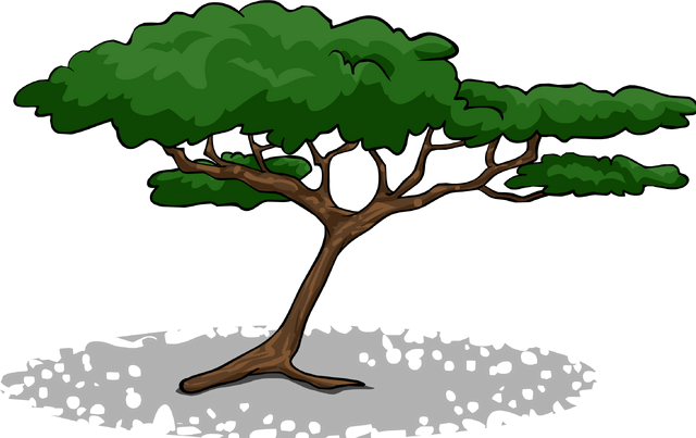 File:AcaciaTree1.PNG.png