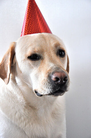 File:Party Pooper.jpg