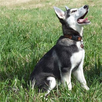 File:Doggy.jpg