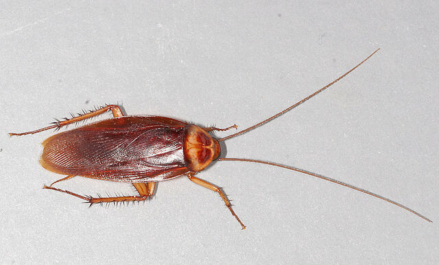 File:Periplaneta americana.jpg