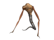 Verme.png