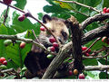 Thumbnail for version as of 23:25, February 3, 2011