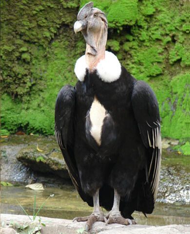 Archivo:Vultur-gryphus gif.jpg
