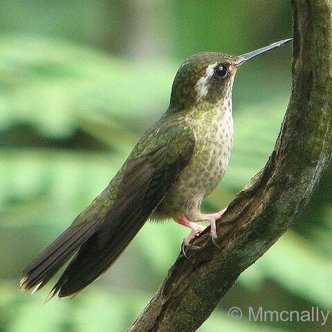 Archivo:Colibrí jaspeado.jpg