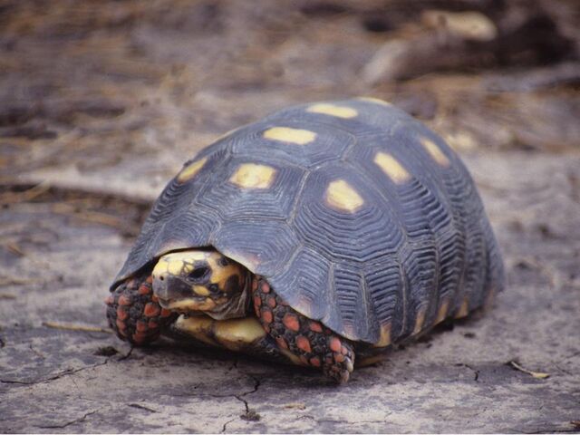 Archivo:Tortuga terrestre de patas rojas.jpg