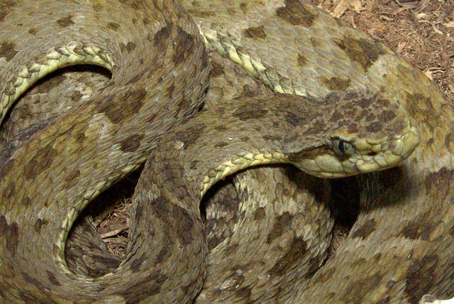 Archivo:Bothrops atrox.jpg