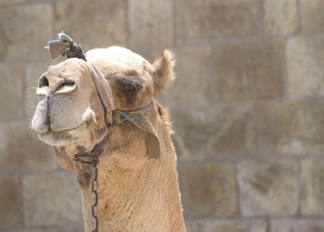 File:Camel-2133.jpg