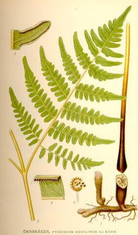 File:Bracken.jpg