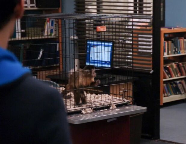 File:Monkey cage 3.jpg