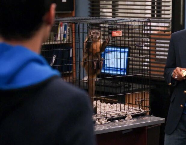 File:Monkey cage 2.jpg
