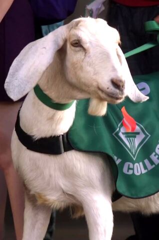 File:City College Mascot.jpg