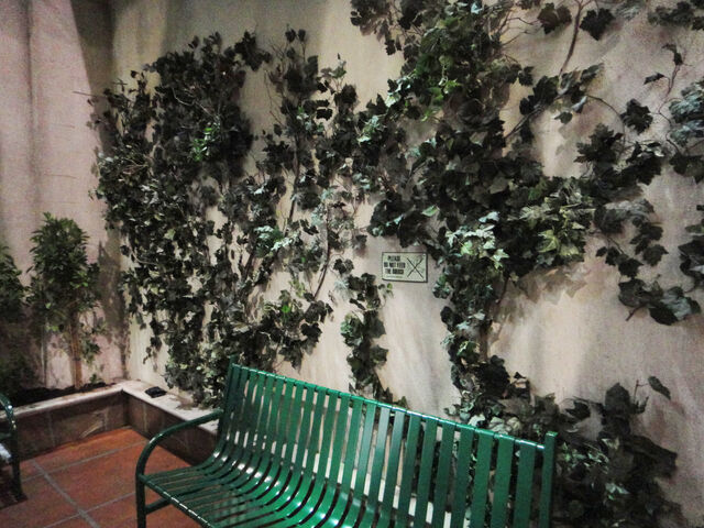 File:Ivy wall.jpg