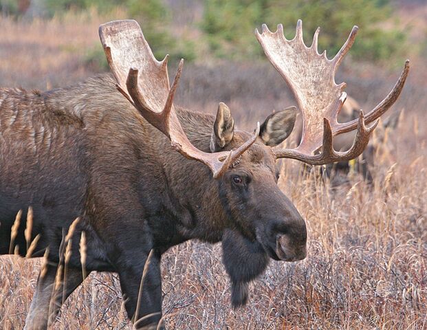 File:Moose.jpg