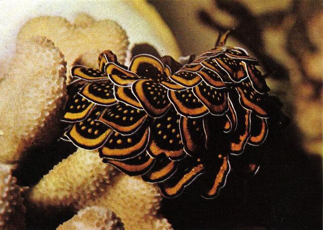 File:Sea slug4.jpg
