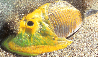 Cephalaspis2