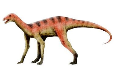 Asilisaurus NT