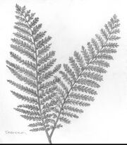 Dicroidium
