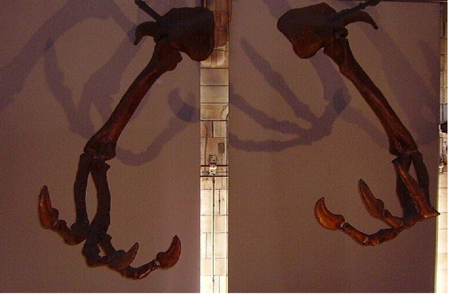 File:Deinocherius claws.png