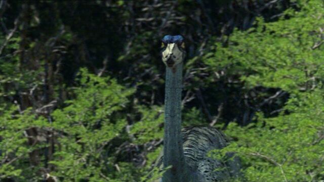 File:Ornithomimus56.jpg